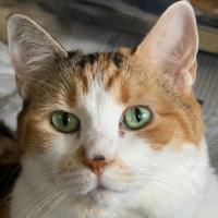 Oxana the cat mugshot