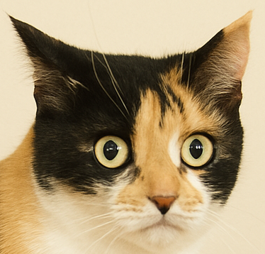 Peanut the cat mugshot